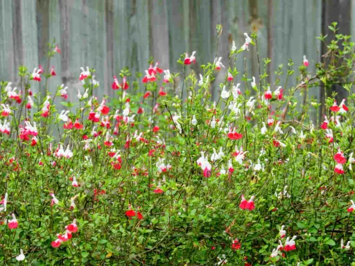 Un parterre de sauge de Graham aux fleurs bicolores rouge et blanc, devant une clôture en bois.