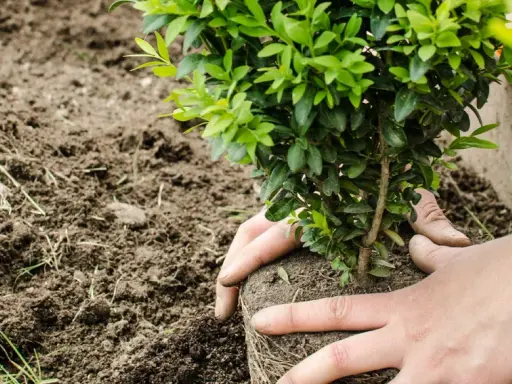 Mains tenant un jeune arbuste pour le planter dans la terre meuble, début d'une haie.