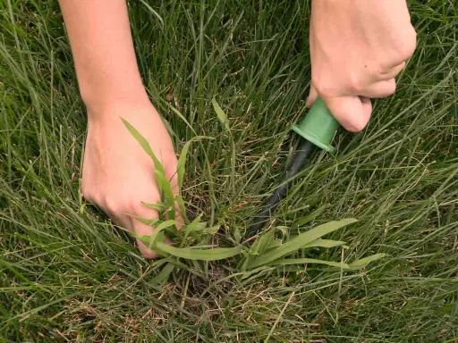 Hands pull a weed from a lawn, showing how to get rid of crabgrass by hand.