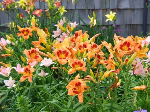 Vibrant orange and pink daylilies bloom. The best time to divide daylilies is after flowering, typically in late summer or early fall.