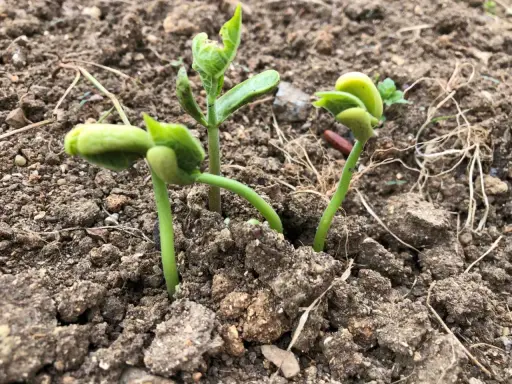 Jeunes pousses de haricots verts émergeant de la terre. Le succès du semer haricots verts est visible.