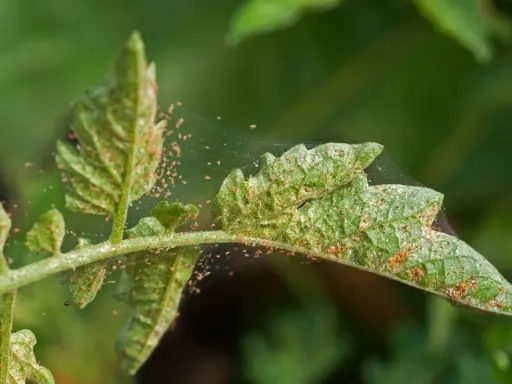 Liście pomidora pokryte pajęczyną i drobnymi, pomarańczowymi roztoczami. Widać ślady żerowania, co sugeruje potrzebę zastosowania naturalny oprysk na przędziorka.