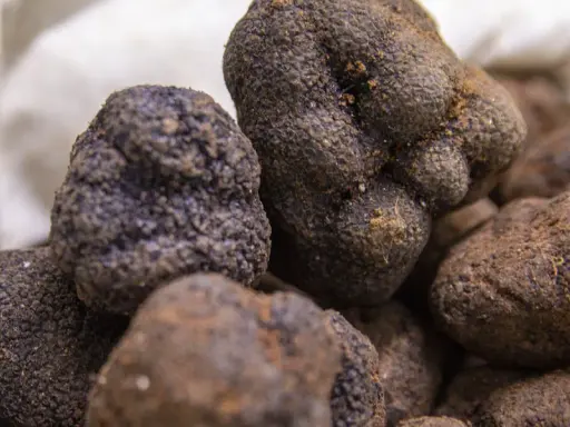 Unas trufas negras recién recolectadas, un tesoro subterráneo que define qué es trufa en España.
