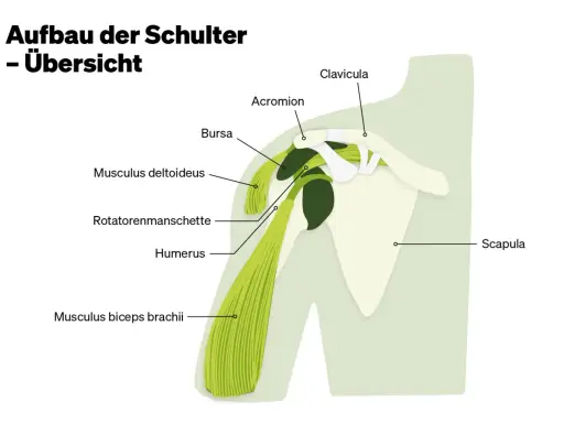 Anatomie der Schulter: Schulterblatt, Humerus, Rotatorenmanschette, Deltoideus, Bizeps. Hilfreich bei Schulterblatt Schmerzen.