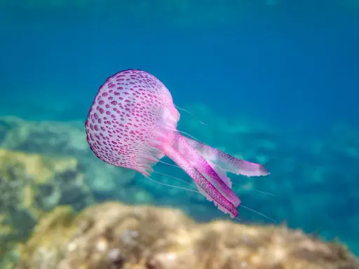 Una medusa rosa punteggiata fluttua nell'acqua blu, con tentacoli sottili che si estendono. Sembra quasi un mammifero marino per la sua grazia.