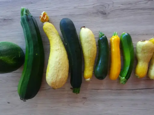 Une variété de courgette, du rond vert au long jaune, alignées sur un fond en bois.