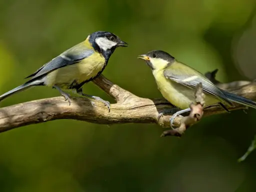 Deux oiseaux des jardins, mésanges charbonnières, se font face sur une branche.