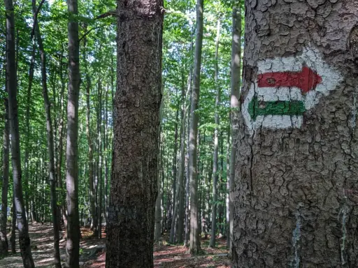 Strzałka szlaku turystycznego na drzewie w lesie. Czerwono-zielony znak wskazuje kierunek na szyndzielnia trasę.