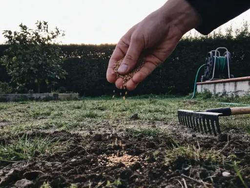 Main qui sème des graines pour semer pelouse sans retourner terre. Un râteau est prêt à l'emploi.