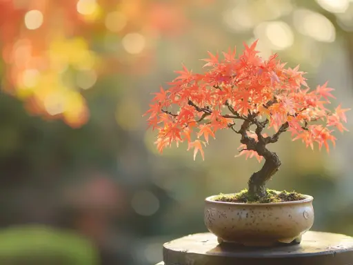 Un magnifique érable du Japon en pot, aux feuilles rouge orangé éclatantes, prêt pour son entretien.