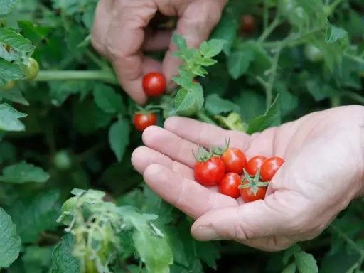 Des mains récoltent des tomates cerises rouges. On se demande en combien de temps poussent les tomates cerises pour obtenir une telle récolte.