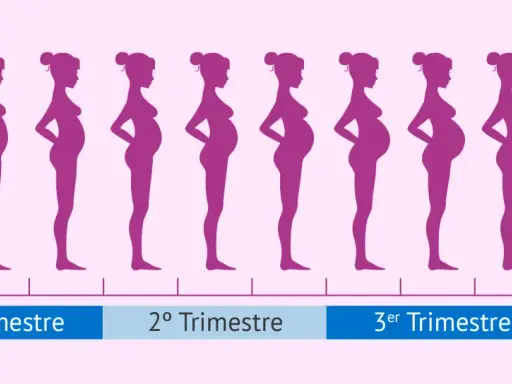 Siluetas moradas muestran la evolución del cuerpo de una mujer durante los meses de embarazo, desde el inicio hasta el nacimiento.
