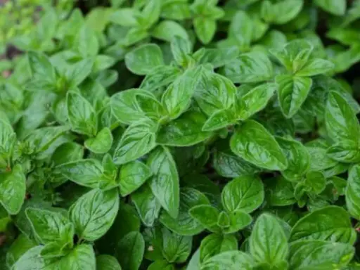 Gęste, zielone liście oregano, które mogą być częścią różnych odmian tej aromatycznej rośliny.