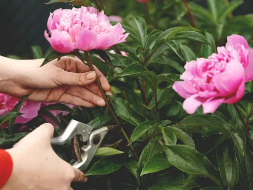 Hands prune pink peonies. This image shows when to cut back peonies for optimal bloom.
