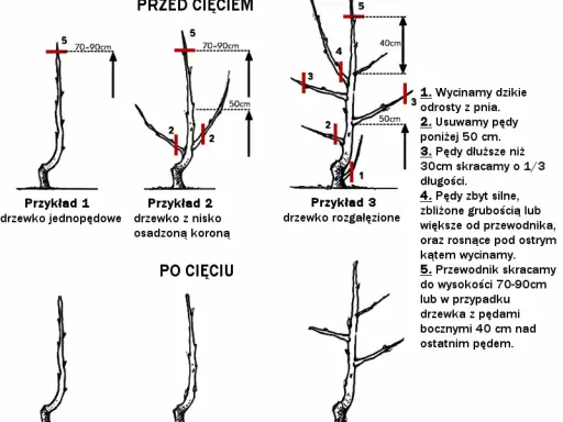 Cięcie drzew owocowych: kalendarz, techniki i błędy. Sad pełen plonów!