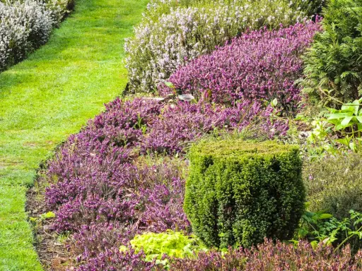Un jardin luxuriant avec des bruyères violettes et blanches, une pelouse verte et un buis taillé. Une belle plante pour bordure sans entretien.