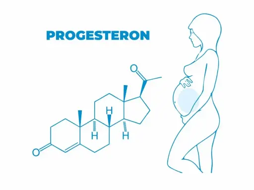 Struktura chemiczna progesteronu i sylwetka kobiety w ciąży. Dowiedz się, jak naturalnie podnieść progesteron.