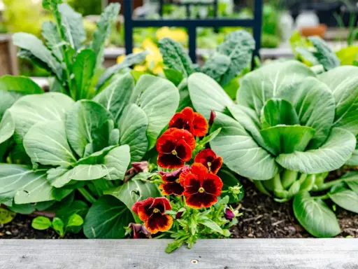 A vibrant garden bed bursts with lush green bok choy and kale, punctuated by cheerful red and yellow pansies, a beautiful display of spring perennials.