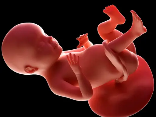 Płód w 28. tygodniu ciąży w macicy, widoczne kończyny i pępowina.