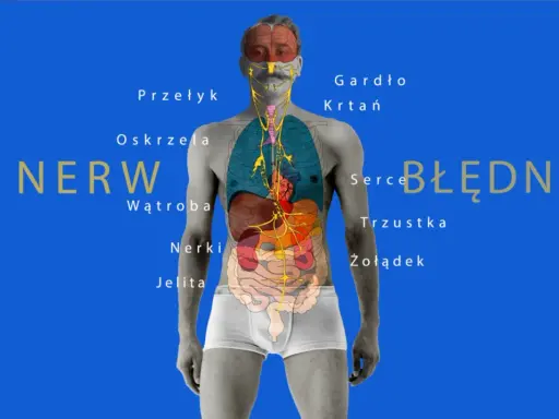 Anatomia człowieka z zaznaczonym układem nerwowym, w tym aktywacja nerwu błędnego. Widoczne serce, płuca, żołądek i inne organy.