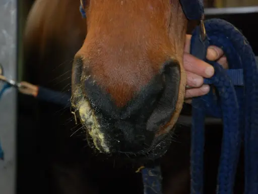 Pferd mit gelblichem Nasenausfluss, ein mögliches Symptom von Druse. Ein Halfter wird gehalten.