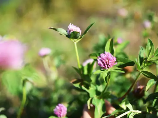 Fleurs de trèfle rouge éclatantes dans un champ verdoyant, baignées de soleil.