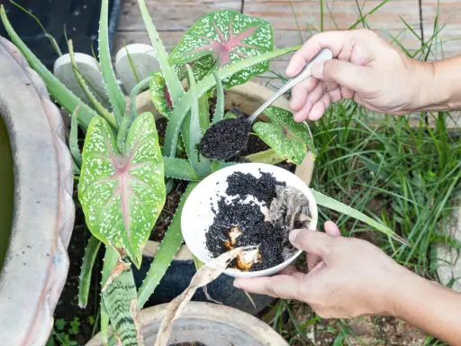 Utilisation du marc de café pour fertiliser des plantes d'intérieur, comme l'aloe vera et le caladium.