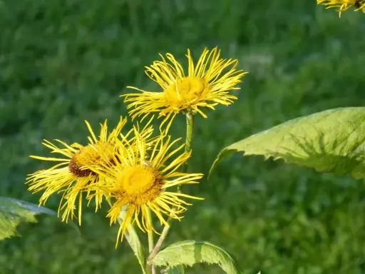 Gelbe Blüten des Alants, bekannt für ihre positive Alantwurzel Wirkung Lunge, blühen im satten Grün.