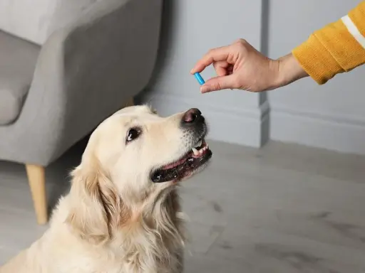 Pies golden retriever czeka na podanie leków przeciwzapalnych i przeciwbólowych.