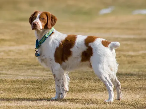 Épagneul Breton blanc et marron, un chien plein de vie, dont l'espérance de vie est longue.