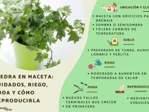 Planta de hiedra en maceta verde, con consejos de cuidado, riego, poda y reproducción.