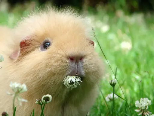 Ein flauschiges Meerschweinchen genießt sein frischfutter im Gras.
