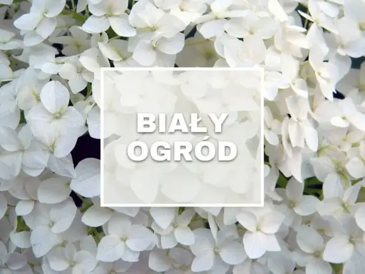 Białe kwiaty ogrodowe wieloletnie tworzą magiczny, śnieżnobiały ogród.