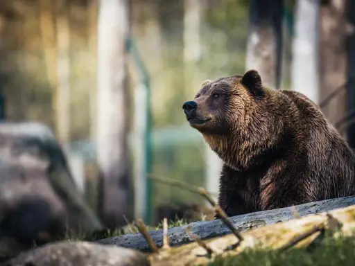 Brązowy niedźwiedź siedzi na powalonym drzewie. Pamiętaj, co zrobić jak spotkasz niedźwiedzia: zachowaj spokój i powoli się wycofaj.