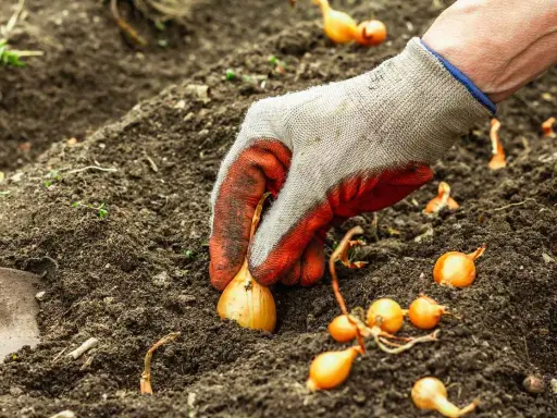 Main d'un jardinier plantant des bulbilles d'oignons dans la terre. Idéal pour savoir que planter après les oignons.