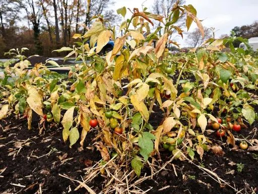 Pieds de tomates en fin de saison, certains fruits encore verts ou rouges. Que faire des pieds de tomates en fin de saison ?