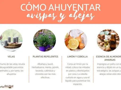 Consejos para ahuyentar avispas: usa velas, plantas como lavanda, limón y cebolla, o esencia de almendras amargas.