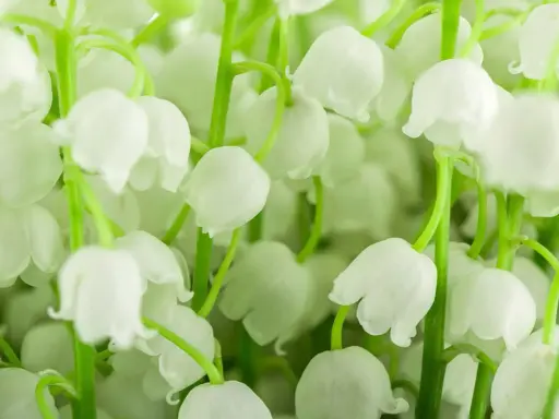 Un bouquet de muguet blanc, prêt à être planté, avec ses clochettes délicates et son parfum printanier.