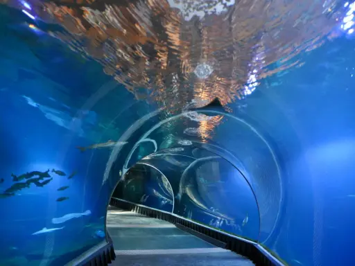 Podwodny tunel w akwarium, gdzie pływają ryby i rekiny. Niezwykłe wrocławskie atrakcje dla dorosłych, które przenoszą w morskie głębiny.