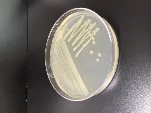 Colonia di batteri su piastra di Petri, forse Pseudomonas putida, con crescita a strisce e colonie isolate.