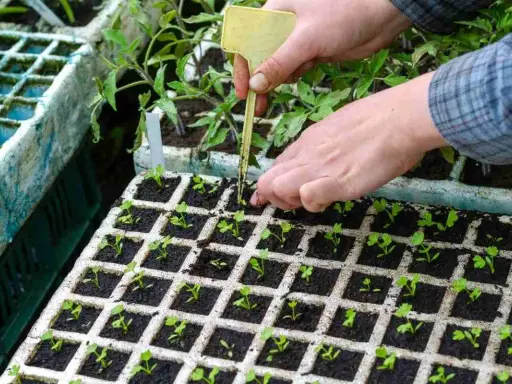 Plantation de céleri rave : des mains expertes repiquent de jeunes pousses dans des alvéoles.