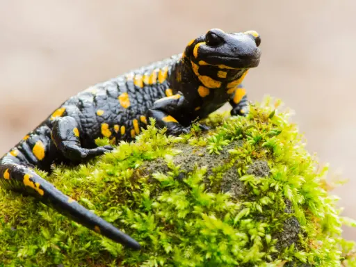Czarny salamander plamisty z żółtymi cętkami, symbol Tatrzańskiego Parku Narodowego, siedzi na omszałym kamieniu.