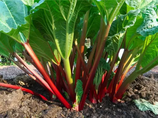 Vibrant red rhubarb stalks emerge from rich soil, showing where to plant rhubarb for a bountiful harvest.