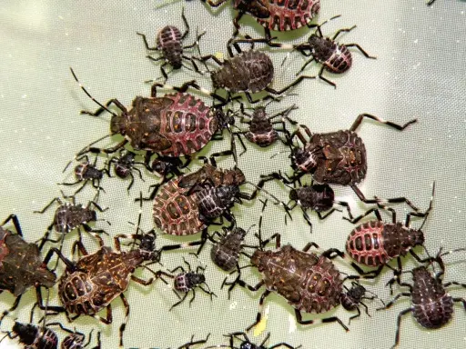 A cluster of brown marmorated stink bugs in various life stages, from tiny nymphs to larger adults, are shown on a light green surface.