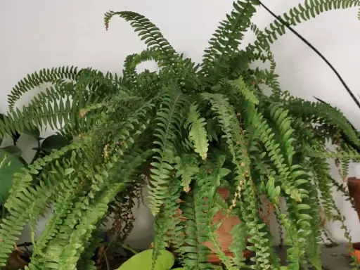Une luxuriante fougère de Boston, avec ses longues frondes vertes retombantes, apporte une touche de nature à l'intérieur.