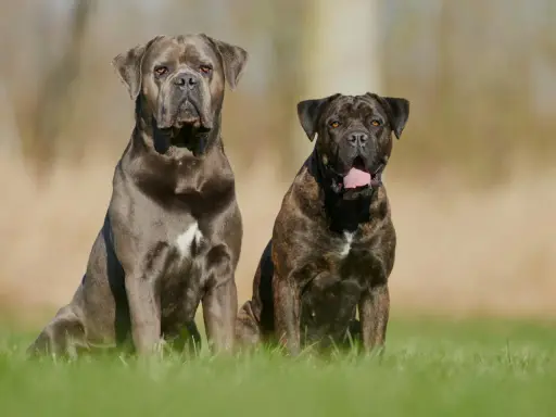 Deux chiens de garde au regard intense, l'un gris, l'autre bringé, assis dans l'herbe.