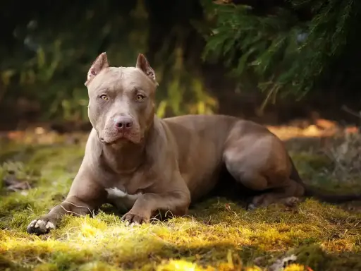 Szlachetny pitbull o brązowej sierści leży na trawie, otoczony zielenią.