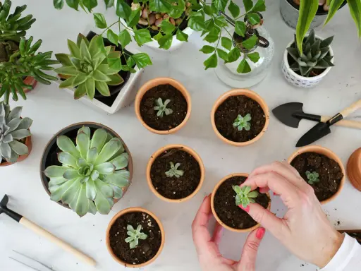 Hände pflanzen kleine Sukkulenten in Töpfe. Mehrere Sukkulenten und Gartengeräte sind auf dem Tisch verteilt, bereit, Sukkulenten zu vermehren.