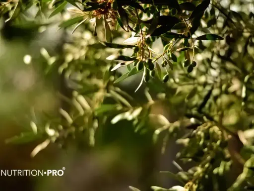 Des olives vertes sur une branche d'olivier, symbole de l'olivier bienfait et de la nature.