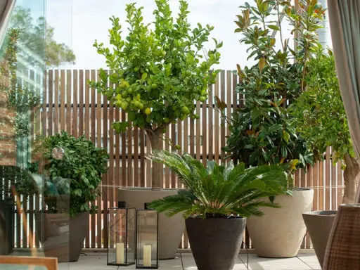Un limonero, magnolios y palmeras crean un oasis verde. Estas plantas para terrazas transforman el espacio exterior en un refugio natural.